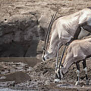 Adult And Juvenile Oryx Poster