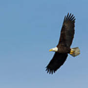 Adult Bald Eagle Soars Overhead Poster