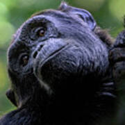 Adult Chimpanzee Looks Down From A Tree Poster