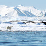 Adult Female Polar Bear Walks Along The Fast Ice In Svalbard, With Snow Covered Mountains And A Glacier Behind Poster