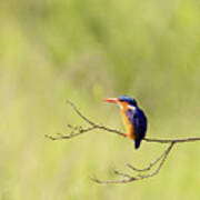 Adult Malachite Kingfisher, Corythornis Cristatus, Perched On A Poster