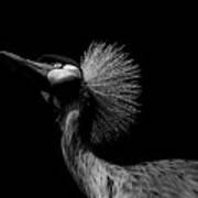 African Crowned Crane In Black And White Poster