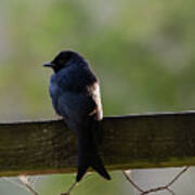 African Drongo Poster