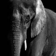 African Elephant In Black And White Poster