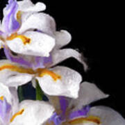 African Irises - Xxii-p Poster