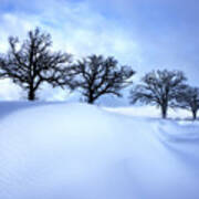After The Storm - Oak Trees With Snowdrift After A Snowstorm Poster