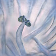 Abstract Macro Picture Of Agapanthus Pestle As A Mystical Figure Poster