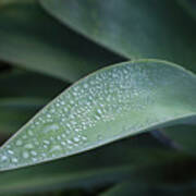 Agave Attenuata Leaf And Rain Drops Poster