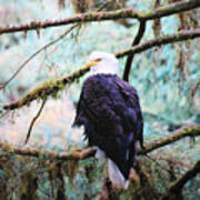 Alaska Bald Eagle Poster