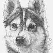 Alaskan Klee Kai Poster