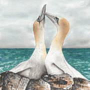 Albatross' Kissing Poster