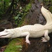 Albino Alligator Poster