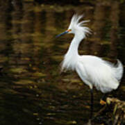 All Fluffed Up Poster