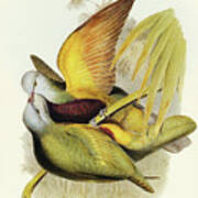 Allied Fruit-pigeon, Carpophaga Assimilis Poster