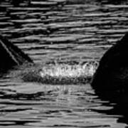 Alligator Bellow In Black And White Poster