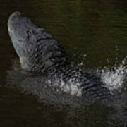 Alligator Bellowing Poster