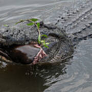 Alligator Eating Poster