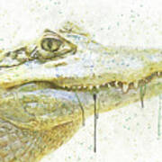 Alligator Smile Watercolor Painting Poster
