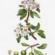 Almond-leaved Pear Pyrus Sinai From Traite Des Arbres Et Arbustes Que Lon Cultive En France En Plein Poster