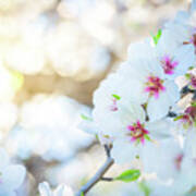 Almond Tree Bloom Poster