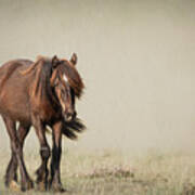 Alone I Wander - Horse Art Poster