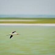 American Avocet In Flight Poster