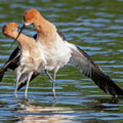 American Avocets 3188-040822-2 Poster