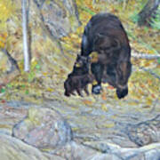 American Black Bear With Cubs Poster