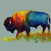 American Buffalo Iii-solid Background Poster