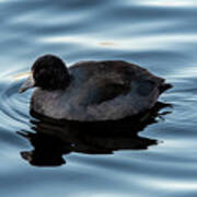 American Coot Poster