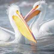 A Pair Of American White Pelicans Poster