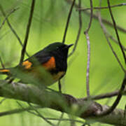 American Redstart With Spring Forest Bokeh Poster