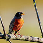 American Robin Poster