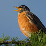 American Robin Singing For Spring Poster