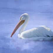 American White Pelican Daydreaming Poster