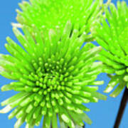 Anastacia Green Chrysanthemum Flower Joy Poster