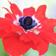 Anemone Coronaria Saint Bridgid Poster