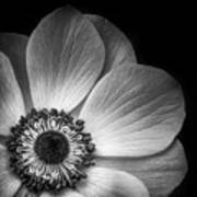 Anemone Flower Closeup In Black And White Poster