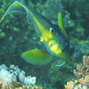 Angelfish - Colorful Resident Of Coral Reefs - Poster