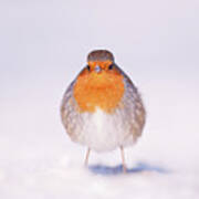 Angry Bird _ Robin In The Snow Poster