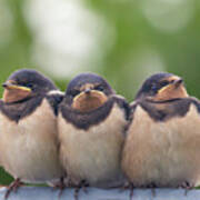 Angry Birds - Barn Swallow Babies Poster