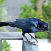 Angry Grackle Poster