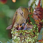 Anna's Hummingbird Feeding Her Chicks Poster