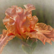 Apricot Iris 3 Poster