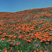 Antelope Valley Poppy Reserve Poster