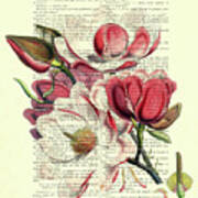 Antique Magnolia Flowers Poster