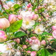 Apple Blossoms Poster