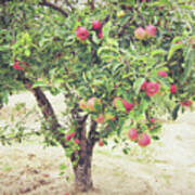 Apple Tree Poster
