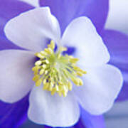 Aquilegia Poster