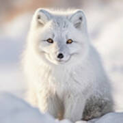 Arctic Fox Seven Poster
